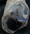 Large Blue Forest Petrified Wood Limb Section #7992-2